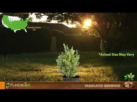 download lagu mp3 mp4 Dwarf Variegated Boxwood, download lagu Dwarf Variegated Boxwood gratis, unduh video klip Dwarf Variegated Boxwood