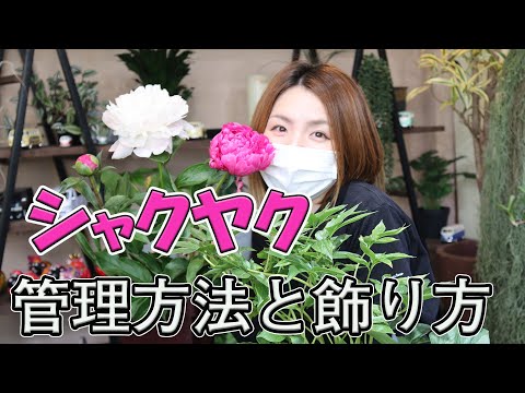 園芸 シャクヤク、シャクヤク