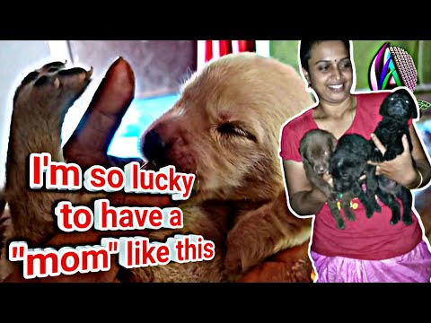 6 days Old Labrador puppy can't sleep without her mummy's tarat song |