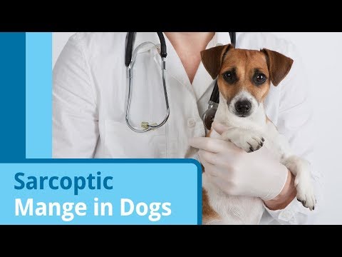 Sarcoptic Mange in Dogs