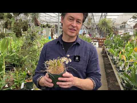 OrchidWeb - Tolumnia variegata (basket planted)