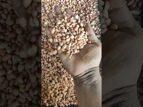 Oil groundnut seeds, 50 kg