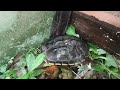 Turtle Looking For Her Children Turtles Yongsieutv Mo4ke