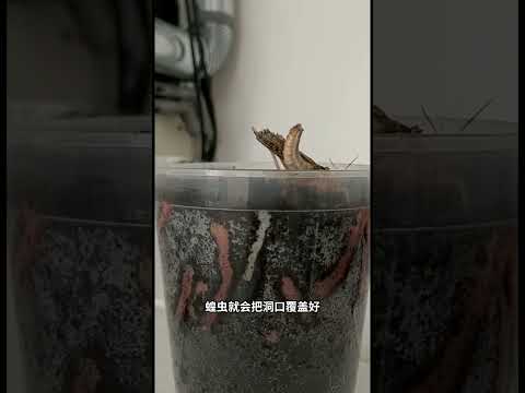 蝗虫的卵，居然是在地下！