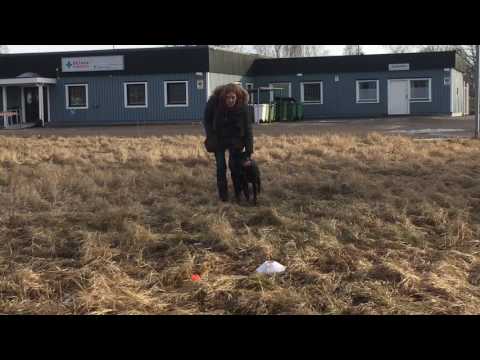 Will-Ja tränar impulskontroll