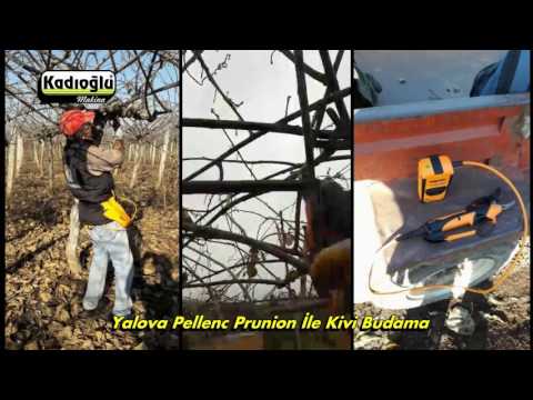 🥝 Pellenc Şarjlı Makas İle Kivi Budama - Yalova