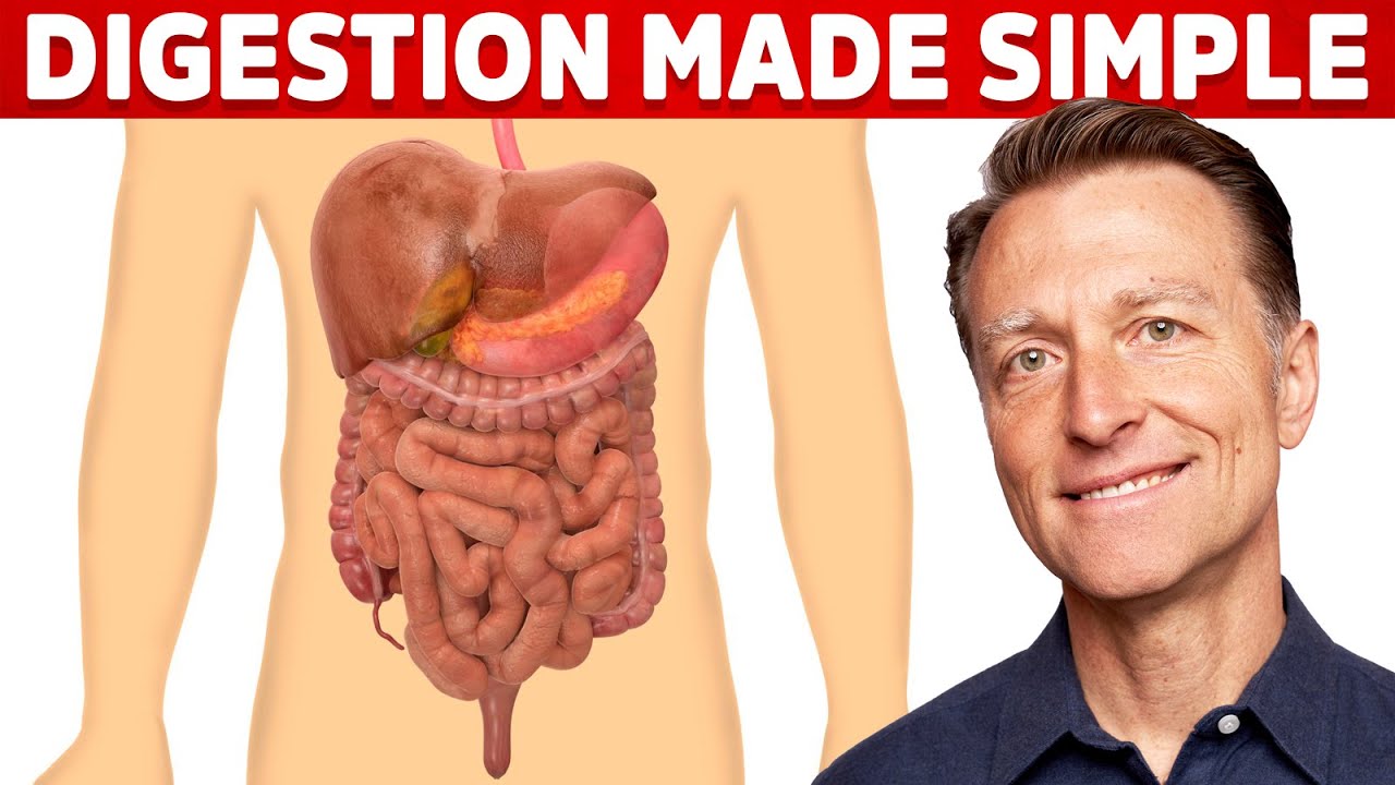 Your Digestive System Explained (in Simple Terms) - YouTube