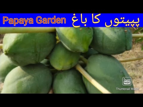 Papaya Garden in kotla Qasim Khan Lala Musa Punjab | Papaya farming business | Papita ka bagh