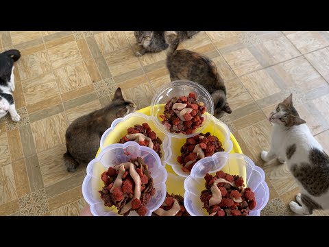 How do I feed stray cats with Me-o cat food