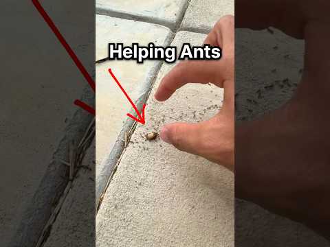 I HELPED an ANT COLONY!!