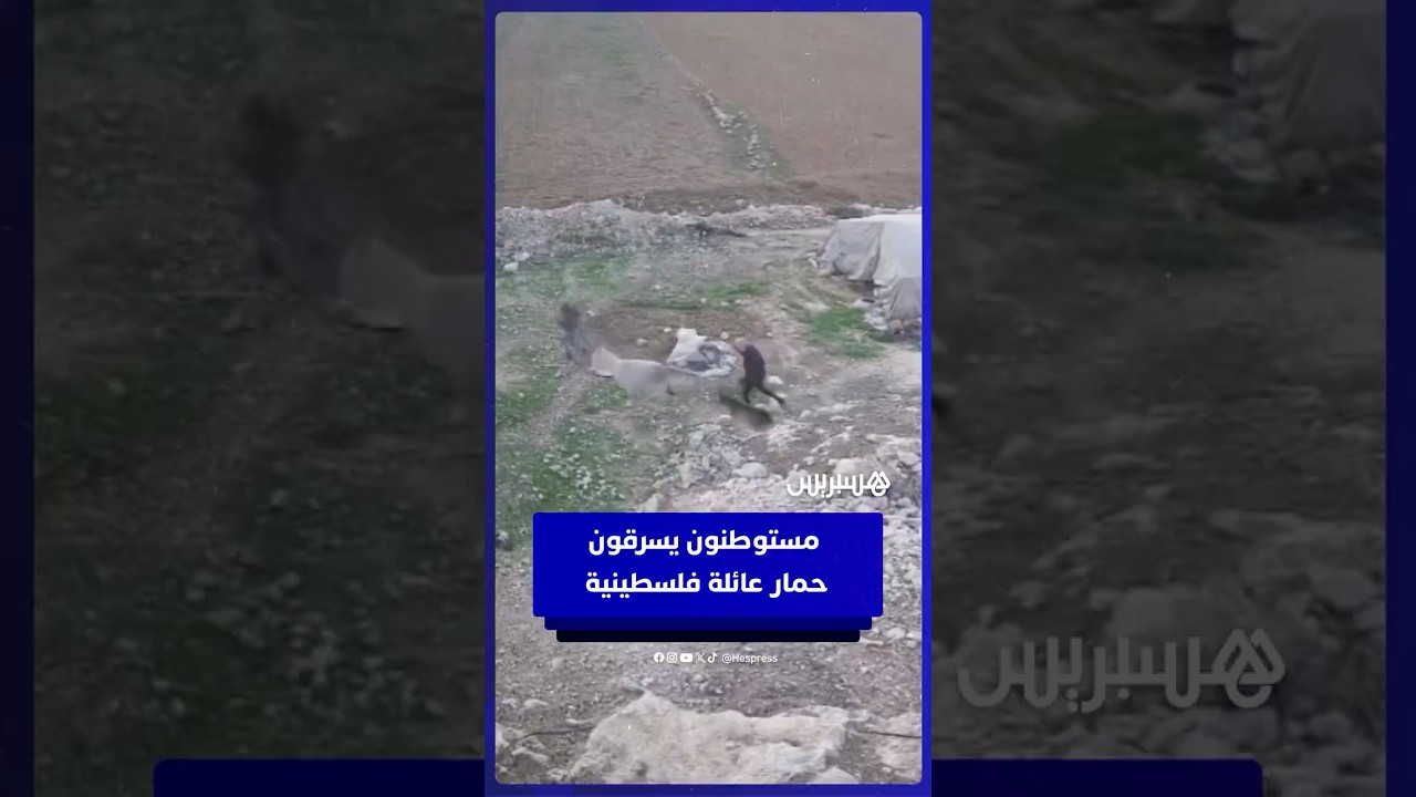 مستوطنون يسرقون حمار عائلة فلسطينية جنوب الخليل thumbnail