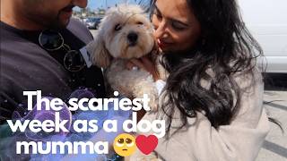 We flew our dog across the world.. | Australia to LA Qantas | Anxiety, JetPets and puppy reunion