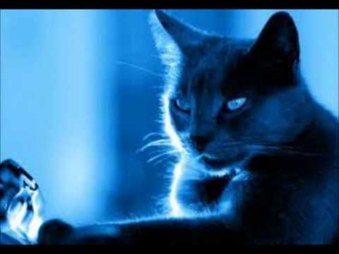 El Gato Triste Y Azul video