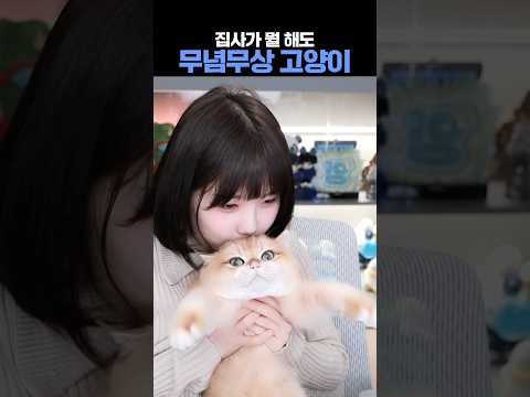 집사가 뭘 해도 무념무상인 고양이 #고양이 #꾸꾸 #인형아님