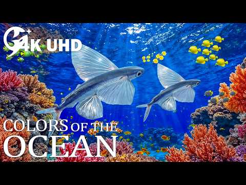 Ocean Wonders 4K HDR 🐠 Exotic Tropical Fish & Coral Gardens – Relaxing Piano Music for Deep Sleep