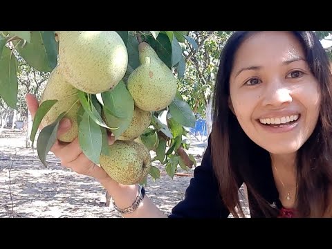 Mag harvest tayo ng  Pears  and Apples in Surčin Serbia..