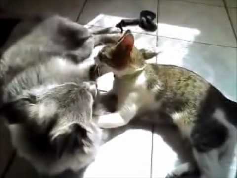 Luna & Lavina: Seyahamba