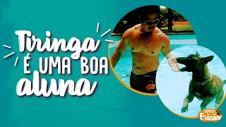 EVOLUCAO DA TIRINGA - FAMILIA ERICAO