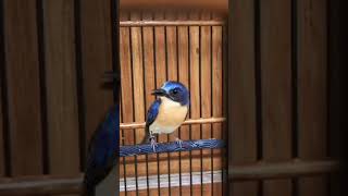 Download lagu tledekan bakau gacorrrr mp3 Download lagu tledekan bakau gacorrrr mp3