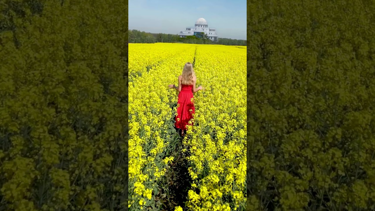 TEKİRDAĞ MARMARAEREĞLİSİ - KANOLA TARLALARI 2025