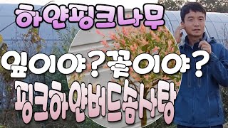 플라밍고 셀릭스 화이트핑크셀릭스 입고&가격 소식(나무묘목분양)