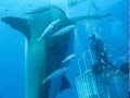 Deep Blue, le plus grand requin blanc jamais filmé