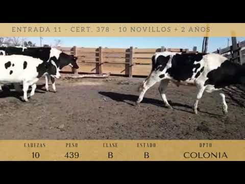 Lote 10 Novillos 2 a 3 años 9 HOLANDO Y CRUZA 439kg -  en RUTA 2 KM 145 , 6 KM AL NORTE