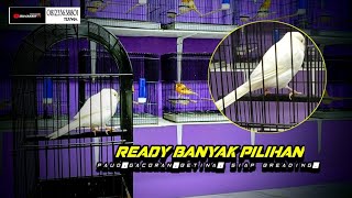 Download lagu March 12, 2026 READY FULL MATERIAL. mp3