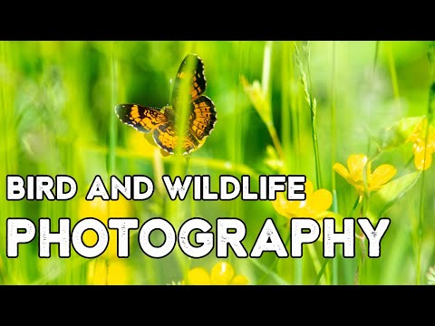 Bird & Wildlife Photography (Behind the Scenes)