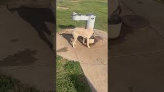 Video preview image #1 Poodle (Standard)-Unknown Mix Puppy For Sale in Grafton, WI, USA