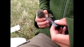 preview picture of video 'Great skua chick nailpolish'