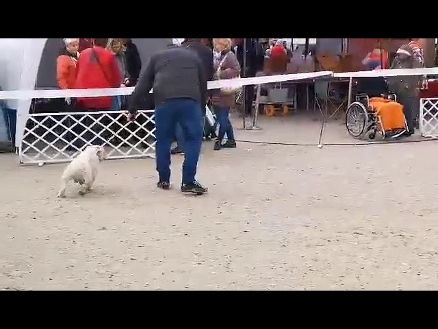 Englische Bulldogge welpen kaufen