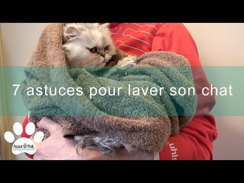 7 tips for washing your cat | Assur O'Poil