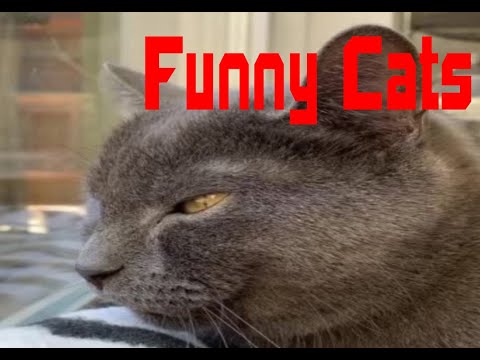 Funny Cats V5