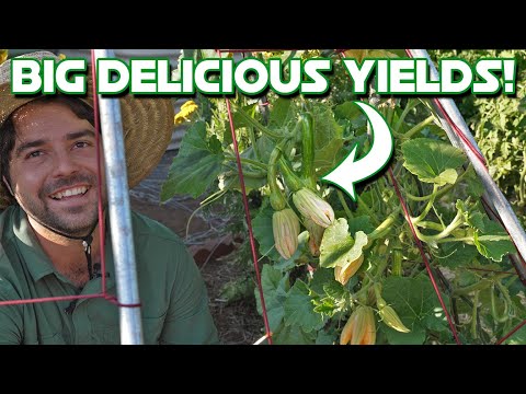 Growing Basics For Squash, Melons, and Cucumbers!