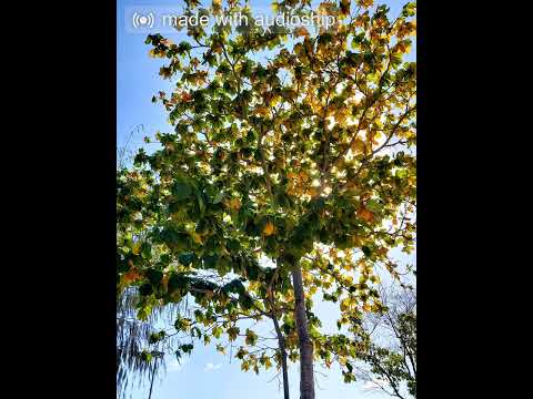 E weteiko B'anan Iesu