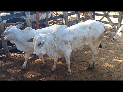 FEIRA DE GADO DE CAMPO GRANDE-AL 03/10/2026 #nordeste