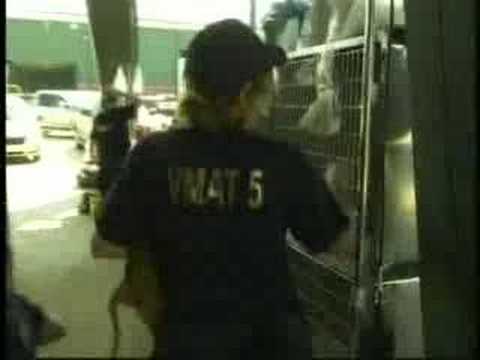 download lagu mp3 mp4 Pet Identification, download lagu Pet Identification gratis, unduh video klip Pet Identification