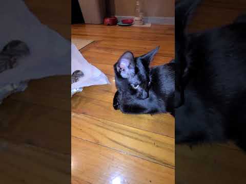mother cat loses her kitten refuse to let go!
