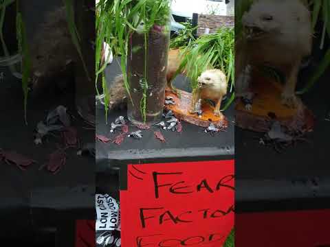 Fear factor food; dare to eat