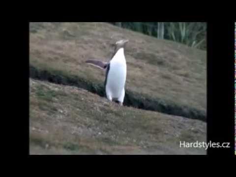 Hardcore Penguins