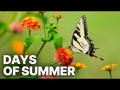 Days of Summer | Nature Documentary