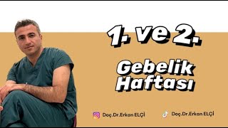 1. ve 2. Gebelik Haftası