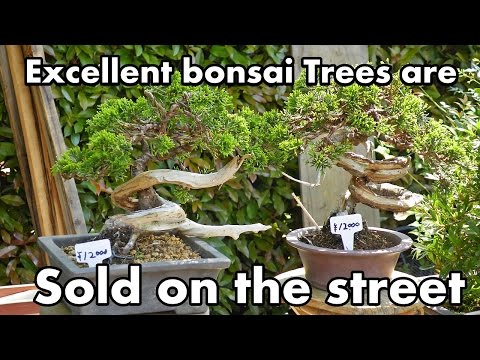 Excellent Bonsai trees for sale in Bonsai Market