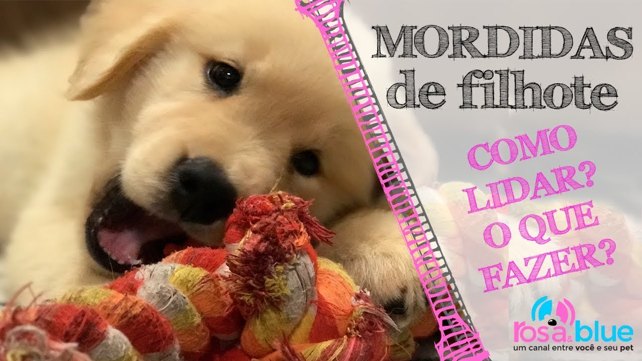 MORDIDAS de FILHOTE: COMO CORRIGIR e Como Lidar