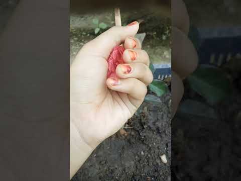 Cute Rose and I love it so much ❤️❤️❤️❤️❤️🌹🌹😍😍😍🥰🥰💝💝💝💝