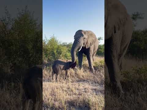 Baby Elephant Bull, Phabeni Joins the Herd Again!