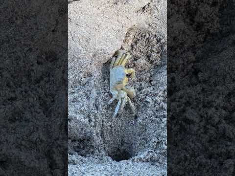 Praia dos Carneiros - Tamandaré, PE