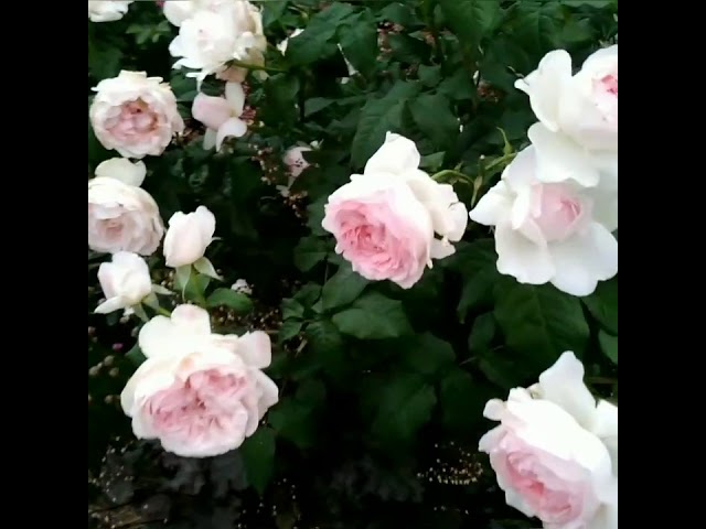 РОЗА Шарифа Асма. (Д. Остин) Июнь 2020 года.