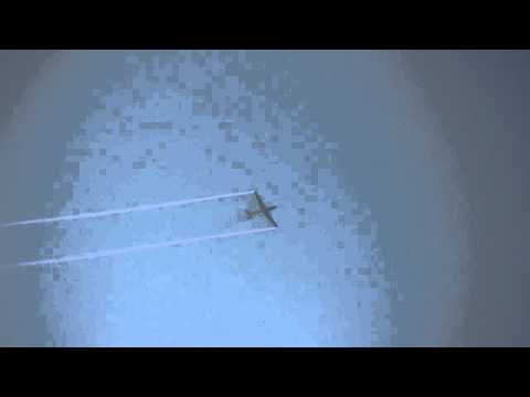 MDM1 Fox - Hahnweide 2011